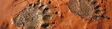American black bear tracks